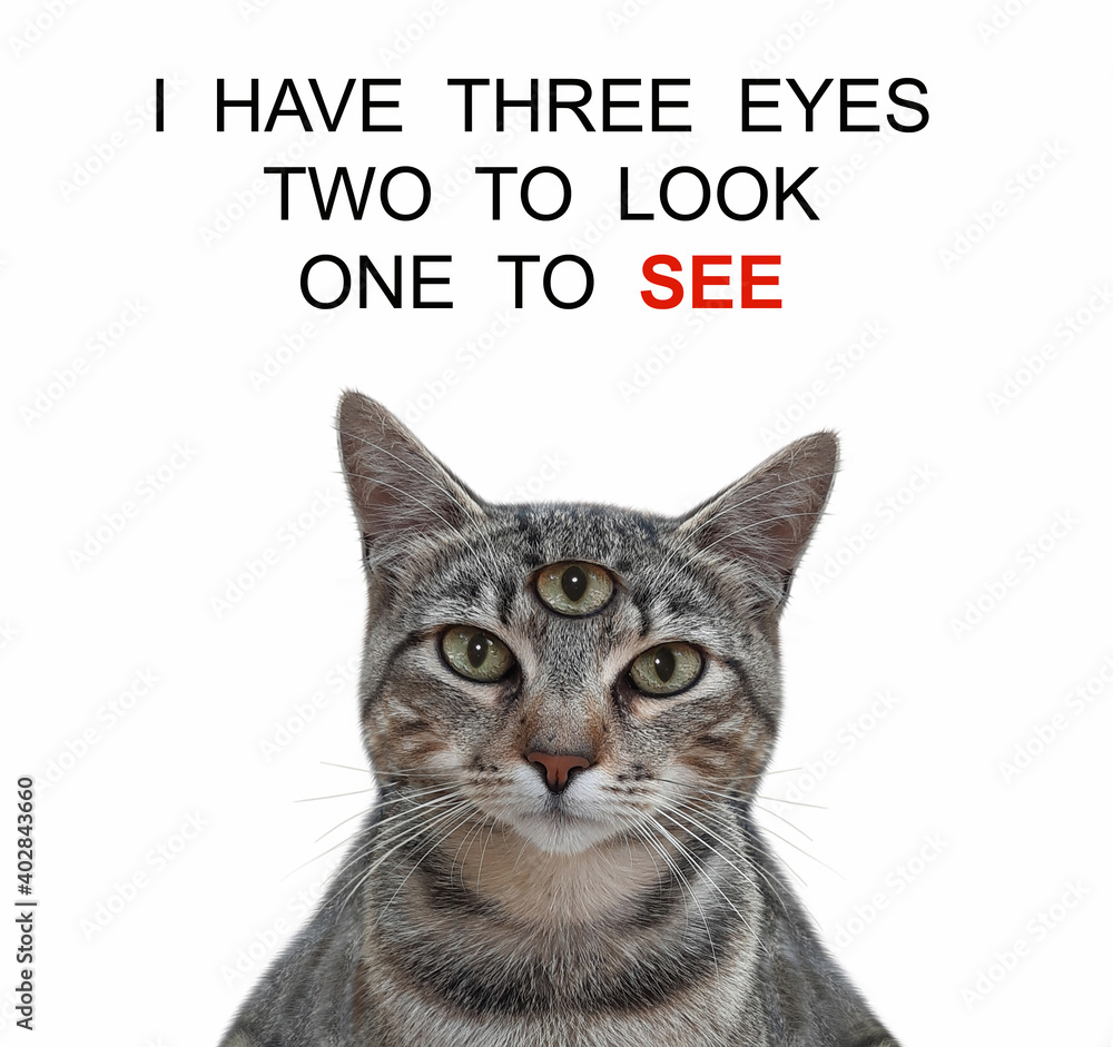 Wall mural a gray cat has got third eye. i have three eyes two look one see. white background. isolated.