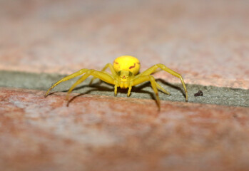 Veränderliche Krabbenspinne, Misumena vatia