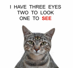 A gray cat has got third eye. I have three eyes two look one see. White background. Isolated.