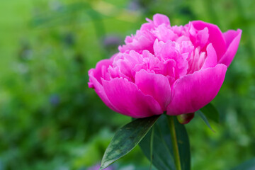 Bud of pink peony bud close up on blurred background in garden