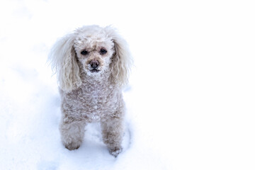 Portrait of a beige poodle in the yard soiled in the snow