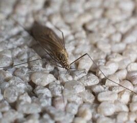 little fly Limoniidae Dicranomyia mosquito