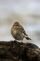 A Little Bird by the Water