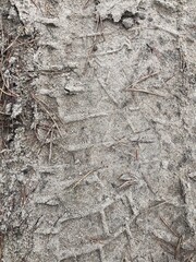 forest, tree, winter, nature, snow, trees, sky, landscape, pine, wood, cold, woods, sun, park, autumn, blue, white, season, light, beautiful, plant, branch, trunk, mist, sunlight