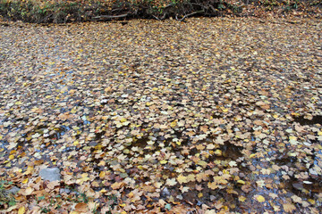 All the Colors of Fall