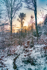Wald Winterlandschaft