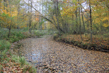 All the Colors of Fall