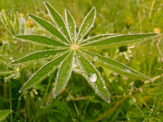 dew on a leaf