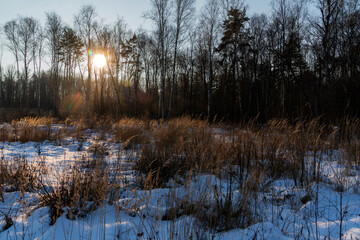 Морозный день в лесу. Зима.