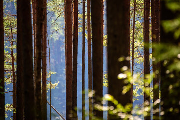 Fototapete bei efototapeten.de bestellen   