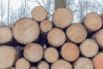 Woodpile_Winter