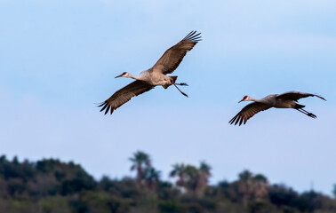 Sandhill cranes (Antigone canadensis) flying, Galveston, Texas, USA.
