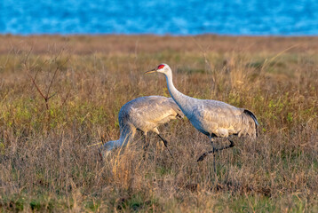 Sandhill cranes (Antigone canadensis), a group feeding in a wet meadow at early morning, Galveston, Texas, USA.