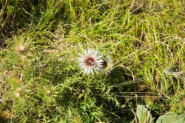 Two butterflies above a white asteraceae flower (Marche, Italy, Europe)