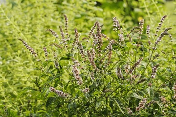 Macro photo of blooming Mentha piperita