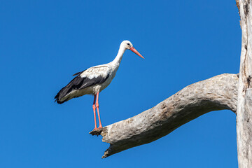stork on a branch