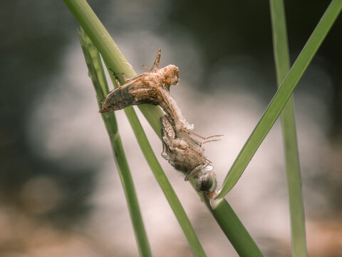 Detailreiche Nahaufnahme vom Schlupf einer Libelle.  Nachdem sie das Wasser verlassen hat, verl&auml;sst sie ihre H&uuml;lle.