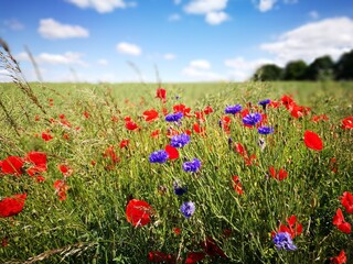 Blumen am Feldrand