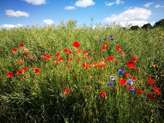Wildblumen - Mohn + Astern