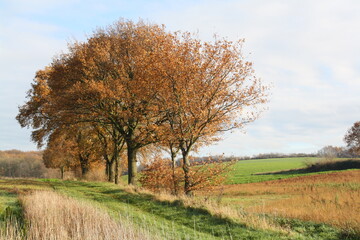 A row of trees in autumn foliage along the edge of an agricultural field