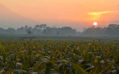 Corn Field's Sunrise