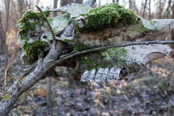 Cow teeth texture. Cattle old skull overgrown with moss.  Terrible find. Terrible adventure. Find in the bull year.