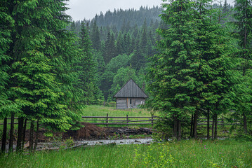 Old wooden house in the coniferous forest.