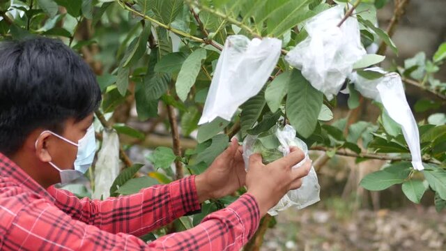 An Indonesian young man harvesting Psidium guajava.   Farmer man harvesting Psidium guajava in a farm.