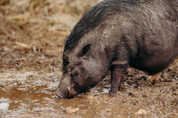 shot of pig Wild boar