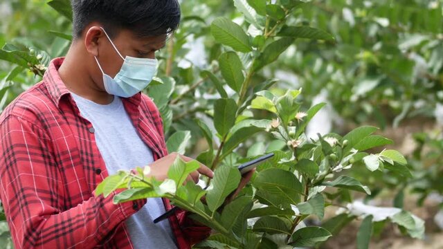 An Indonesian young man using digital tablet and examining psidium guajava. An Indonesian young farmer standing in psidium guajava garden with tablet. Farmer examining psidium guajava tree status.