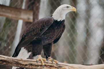 The Bald Eagle, Haliaeetus leucocephalus