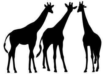 Giraffes in the wild set. Vector image.