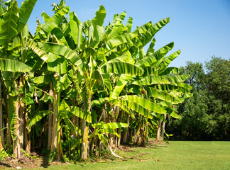 Green banana plants with lush leaves lit by sun