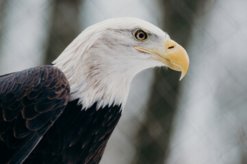 The Bald Eagle, Haliaeetus leucocephalus