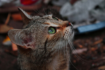 Tabby cat on outdoor garden background