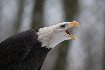 The Bald Eagle, Haliaeetus leucocephalus