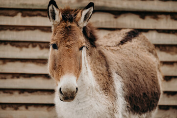 Kiang or Wild Ass, Equus kiang.