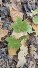 autumn leaves in the forest