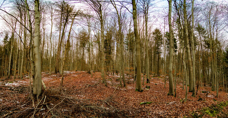 Wald Winterlandschaft