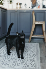 Cat in the house - a black cat on the floor with kitchen in the background. Cozy home and hygge trendy concept. Scandinavian style, hygge, autumn or winter weekend cozy concept.