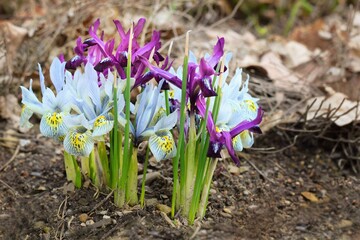 Iris reticulata - Netted Iris, multicolored spring flowers © Tunatura