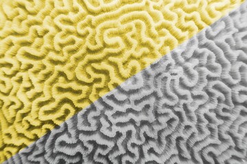 Abstract background in illuminating yellow and ultimate grey  - Organic texture of the hard brain coral ,colors of the year 2021