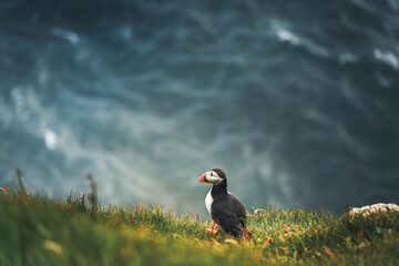 Atlantic Puffins bird or common Puffin in ocean blue background. Fratercula arctica. Shot in Faroe Islands in North Atlantic.