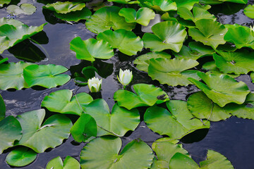 White lotus flower with green leaves floating on lake. Small frog