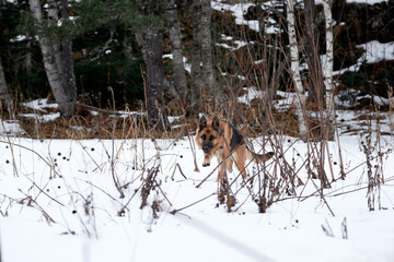 Charming purebred dog on walk in winter snow covered park. German Shepherd black and red color jumps in pure white snow in winter against background of forest.