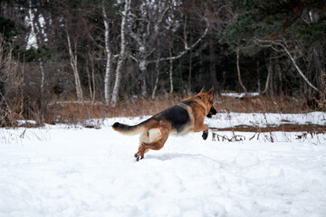 Charming purebred dog on walk in winter snow covered park. German Shepherd black and red color jumps in pure white snow in winter against background of forest.