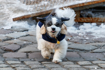 White dog in winter clothes running on sidewalk.