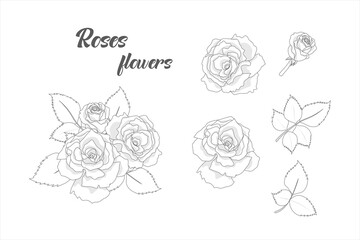 hand drawn roses flowers elements