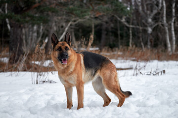 Charming purebred dog on walk in winter snow covered park. Portrait of beautiful Shepherd dog. German Shepherd stands beautifully in pure white snow in winter against background of forest.
