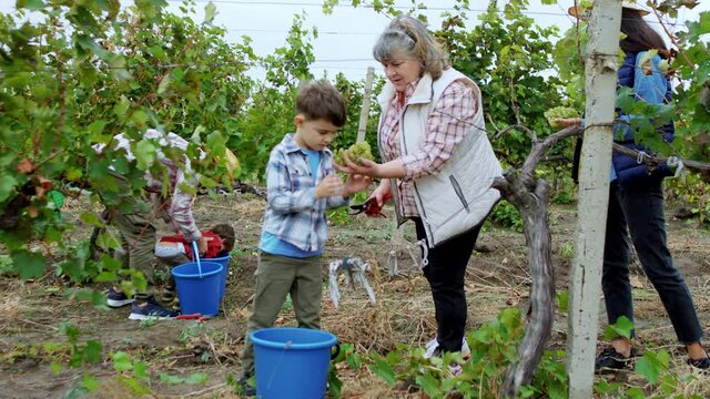 Concept of farming family business granny and her nephew collecting the grapes from the vineyard all family members working together
